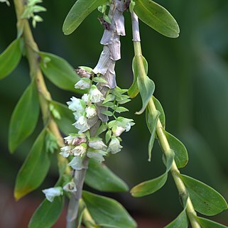 Appendicula cornuta unspecified picture