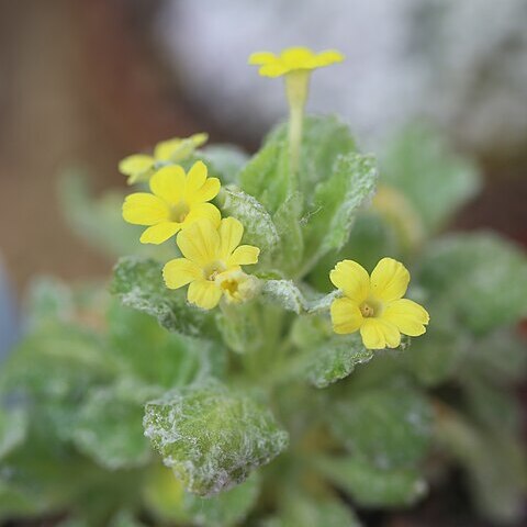 Dionysia balsamea unspecified picture