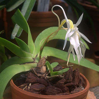 Angraecum leonii unspecified picture