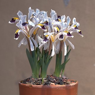 Iris rosenbachiana unspecified picture