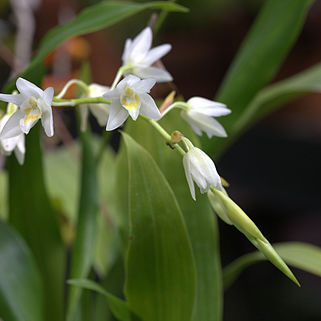 Coelogyne flexuosa unspecified picture