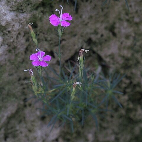 Dianthus engleri unspecified picture