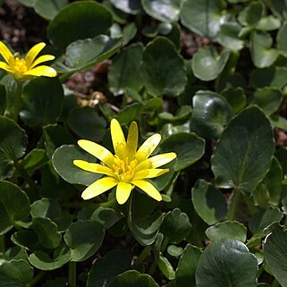 Ranunculus kochii unspecified picture