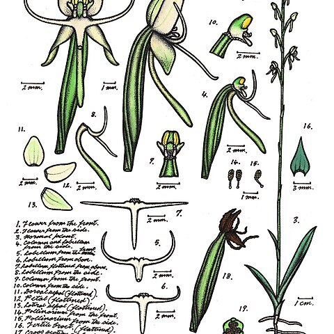 Habenaria chlorosepala unspecified picture