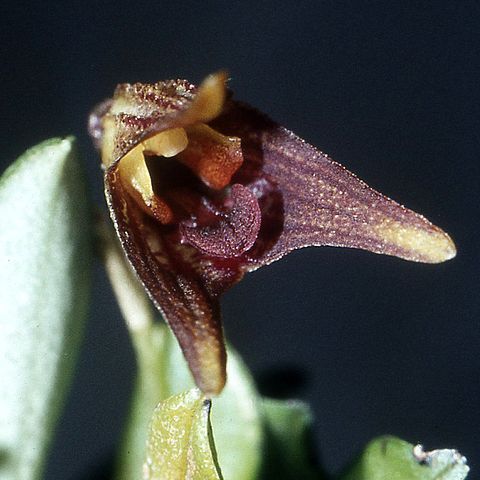 Masdevallia aphanes unspecified picture