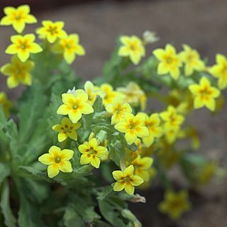 Dionysia paradoxa unspecified picture