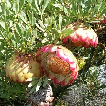 Protea namaquana unspecified picture