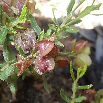 Dodonaea camfieldii unspecified picture