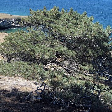 Pinus torreyana unspecified picture