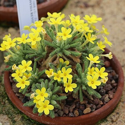 Dionysia revoluta unspecified picture