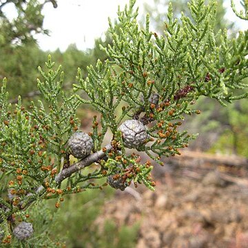 Cupressus bakeri unspecified picture