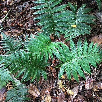 Blechnum fraseri unspecified picture