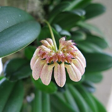 Bulbophyllum roxburghii unspecified picture