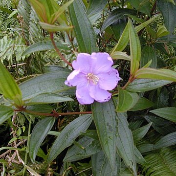 Melastoma sanguineum unspecified picture