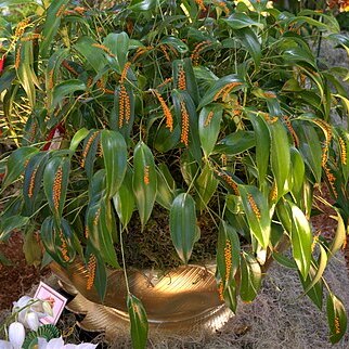 Pleurothallis truncata unspecified picture