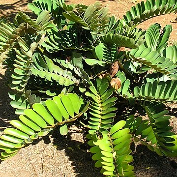 Zamia unspecified picture