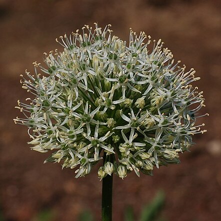 Allium stipitatum unspecified picture