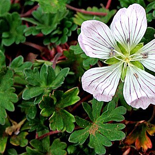 Geranium nanum unspecified picture