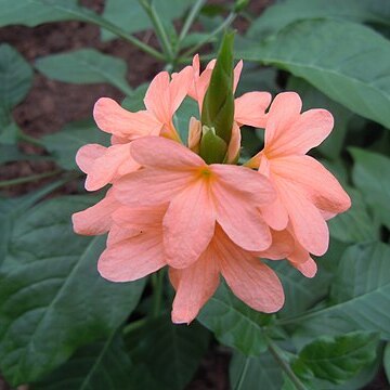 Crossandra puberula unspecified picture