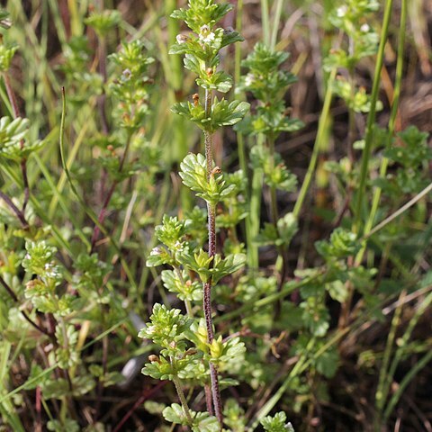 Euphrasia bottnica unspecified picture