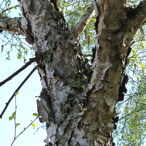 Betula costata unspecified picture