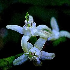 Erythroxylum martii unspecified picture