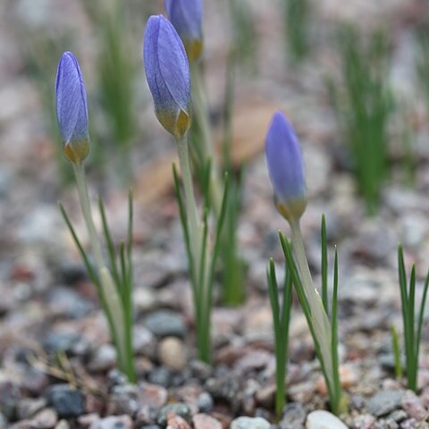 Crocus abantensis unspecified picture