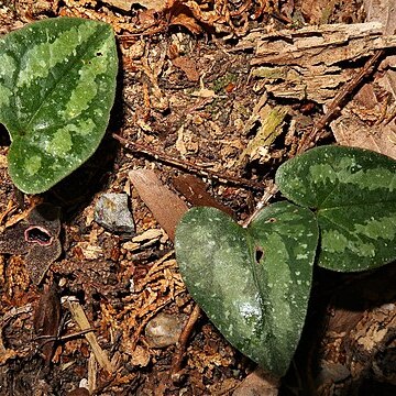 Asarum rigescens var. brachypodion unspecified picture