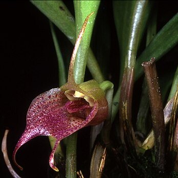 Masdevallia angulata unspecified picture