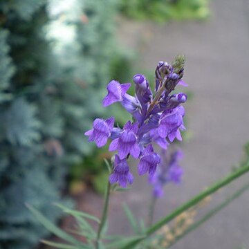 Salvia unspecified picture