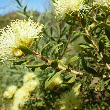 Melaleuca ciliosa unspecified picture