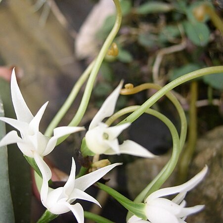 Cyrtorchis letouzeyi unspecified picture