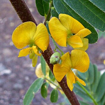 Sesbania sericea unspecified picture