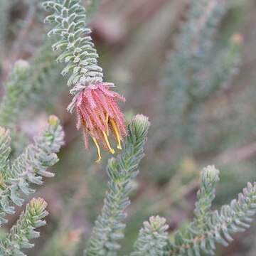 Darwinia chapmaniana unspecified picture