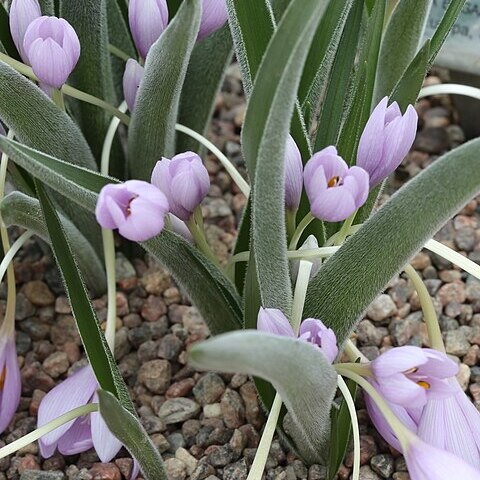 Colchicum doerfleri unspecified picture