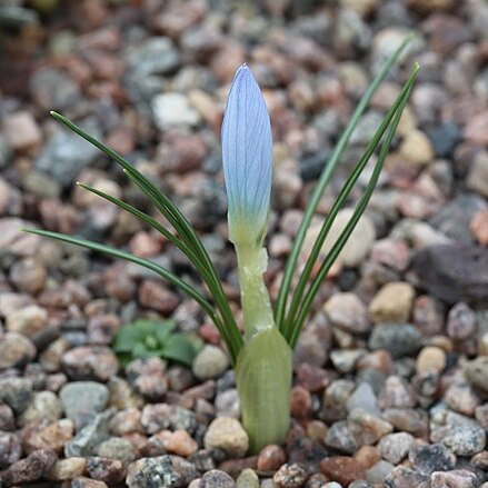 Crocus baytopiorum unspecified picture