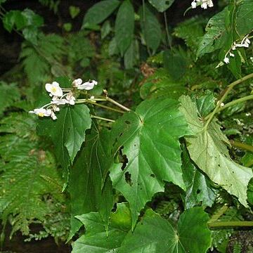 Begonia formosana unspecified picture