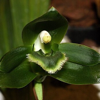 Sudamerlycaste locusta unspecified picture