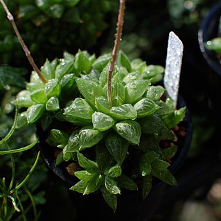 Haworthia turgida unspecified picture