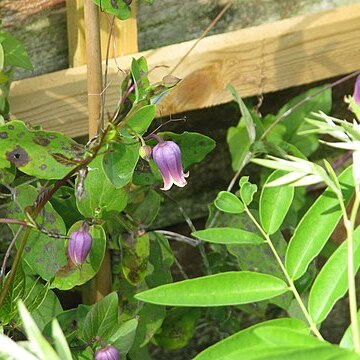 Clematis addisonii unspecified picture