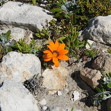 Gazania rigida unspecified picture