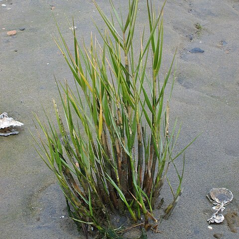 Spartina maritima unspecified picture