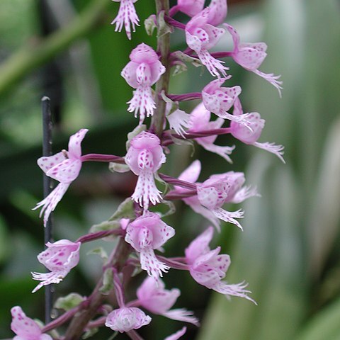 Stenoglottis unspecified picture