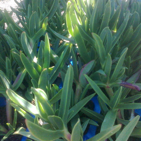 Carpobrotus muirii unspecified picture