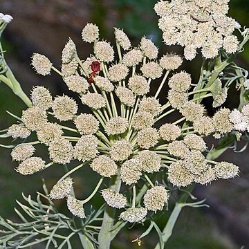 Seseli gummiferum unspecified picture