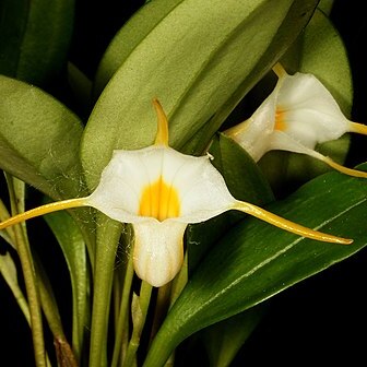 Masdevallia fuchsii unspecified picture