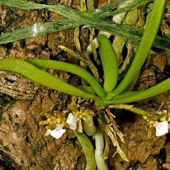 Trichoglottis triflora unspecified picture