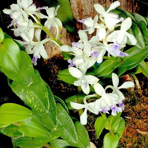 Epidendrum endresii unspecified picture