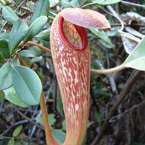 Nepenthes klossii unspecified picture