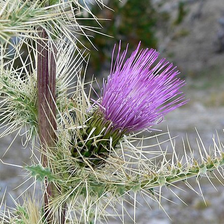 Cirsium eatonii unspecified picture